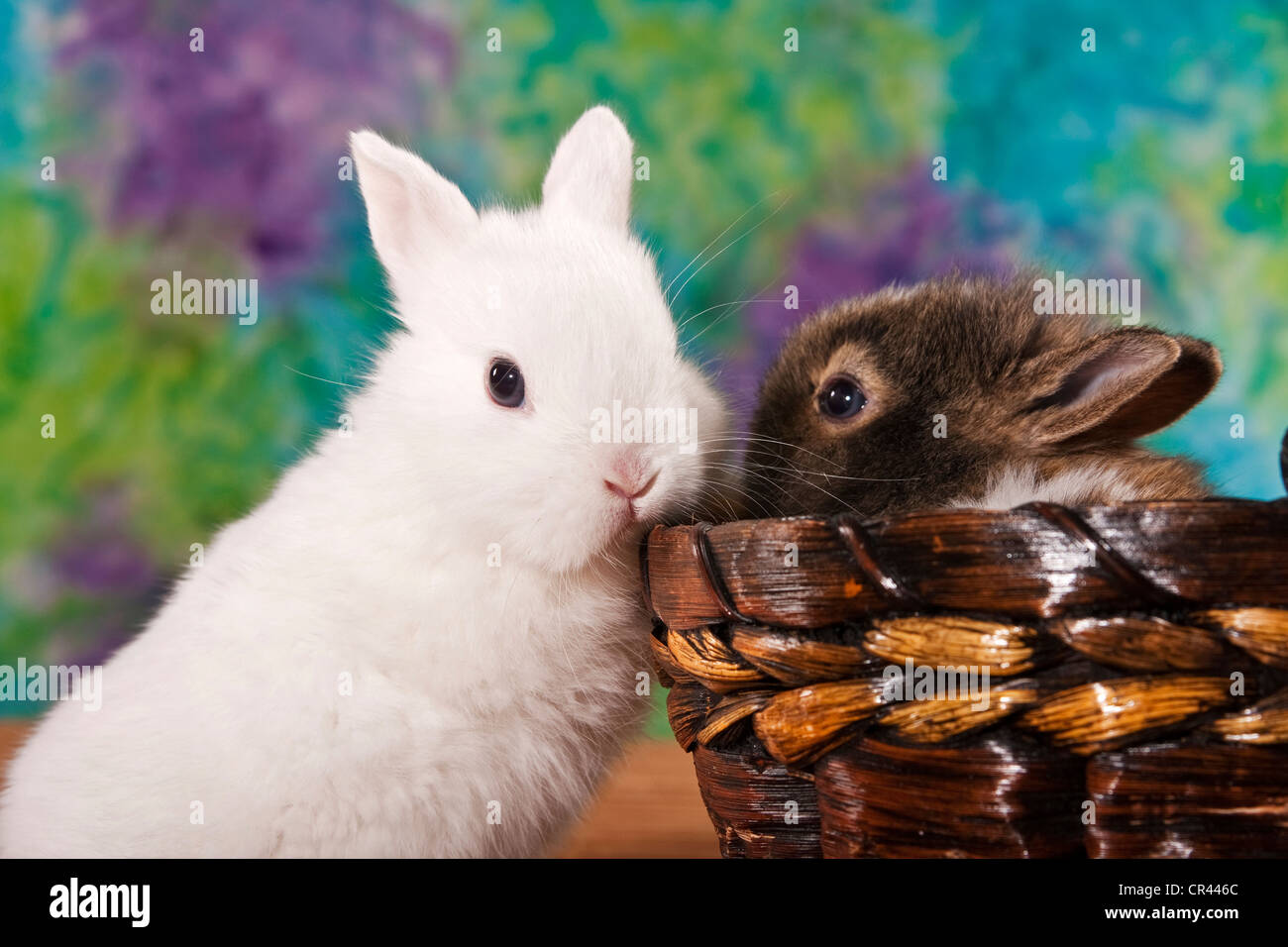 Deux jeunes lapins nains, l'un dans un panier Banque D'Images