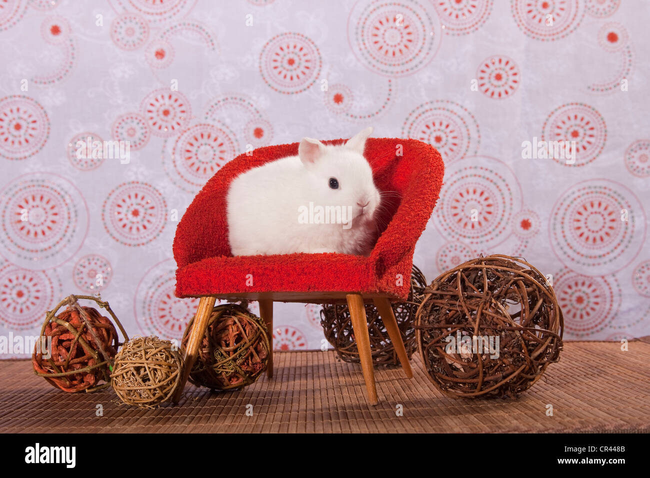Jeune lapin nain blanc assis sur une chaise rouge mini Banque D'Images
