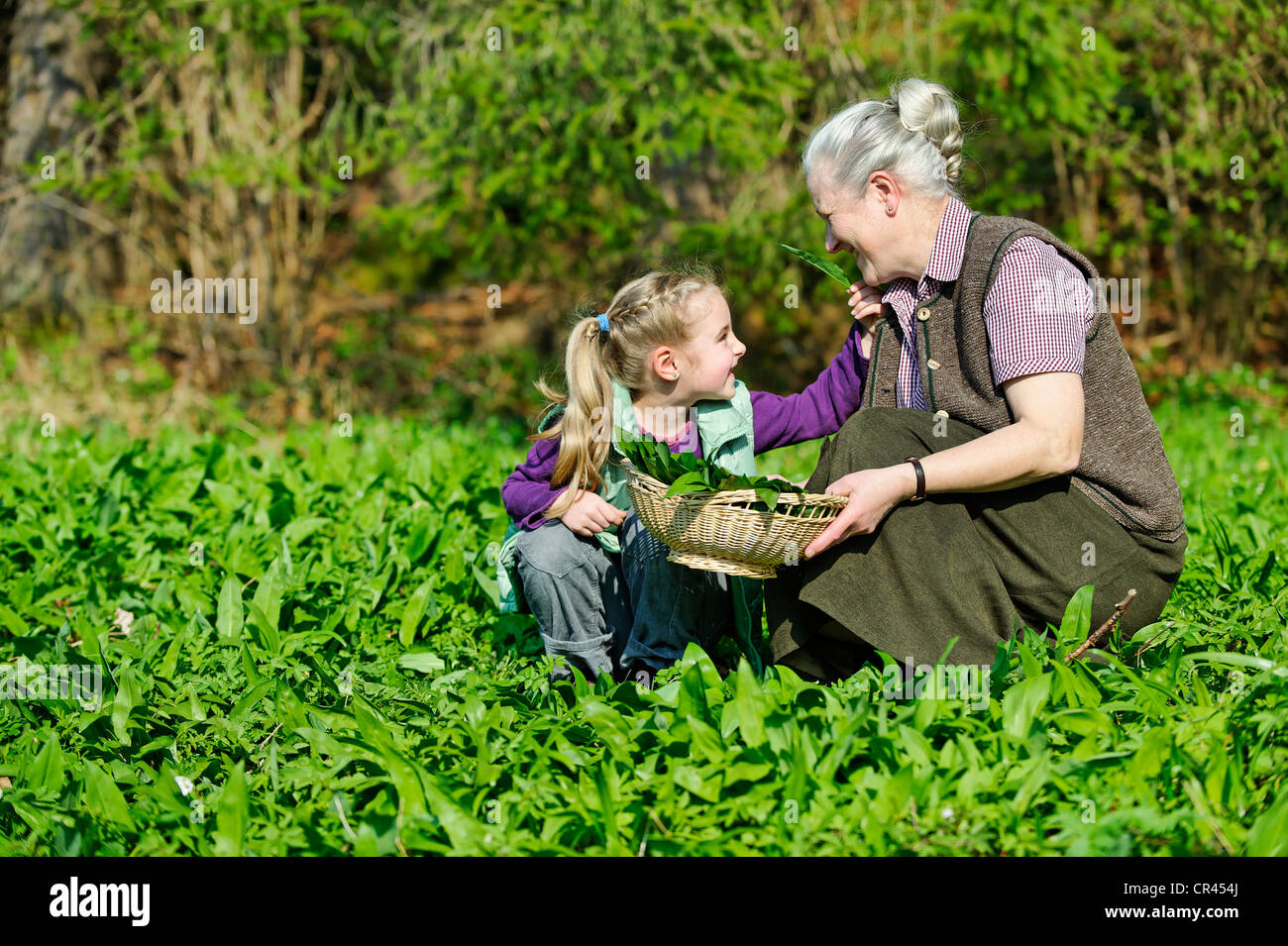 Grand-mère et granddaughter picking Ramsons ou l'ail des ours (Allium ursinum) Banque D'Images