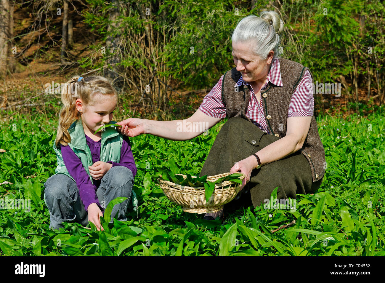 Grand-mère et granddaughter picking Ramsons ou l'ail des ours (Allium ursinum) Banque D'Images