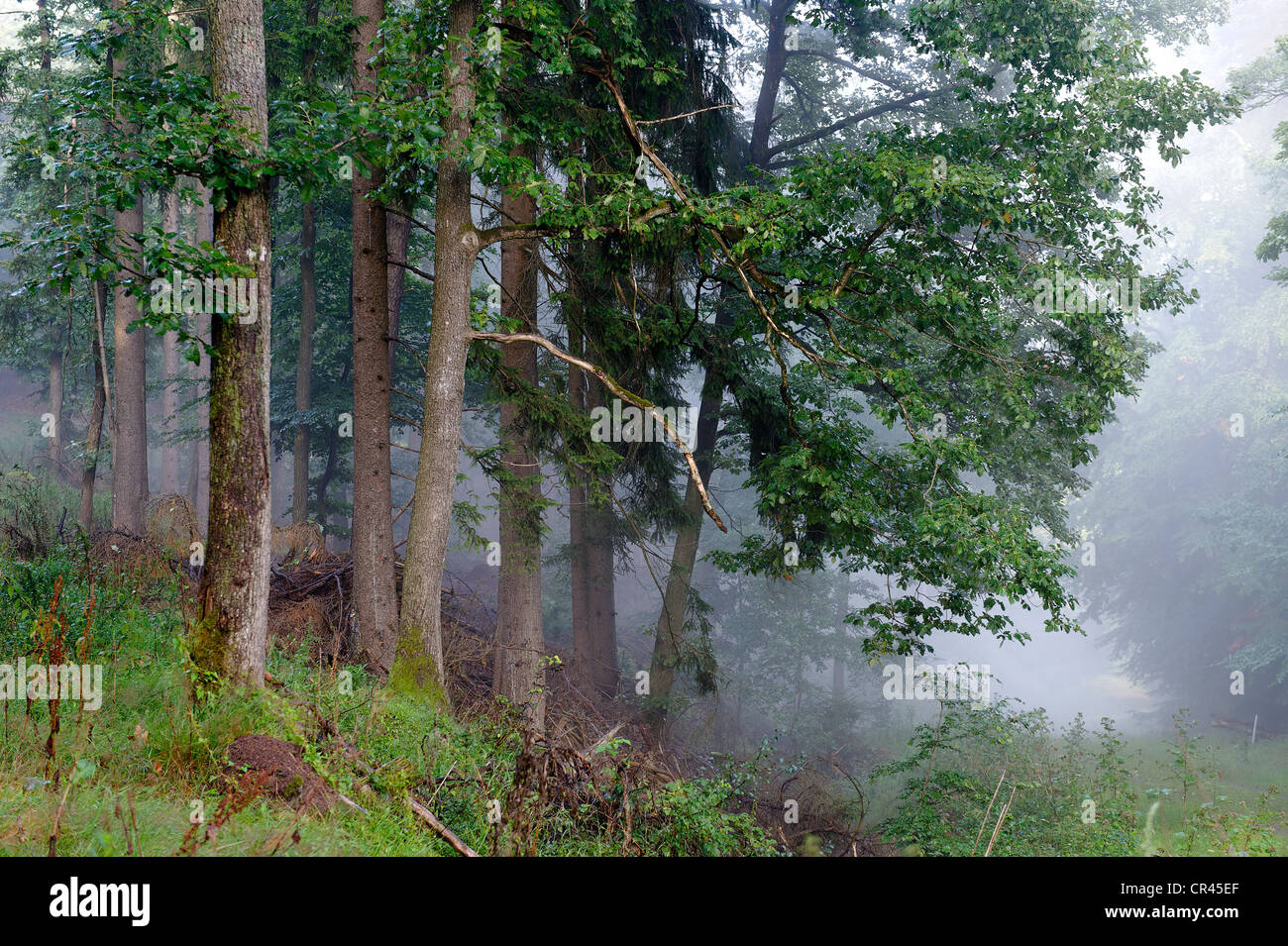 Tiefenbachtal valley, Parc Naturel de la Forêt du Palatinat près de Deidesheim, Rhénanie-Palatinat, Allemagne, Europe Banque D'Images