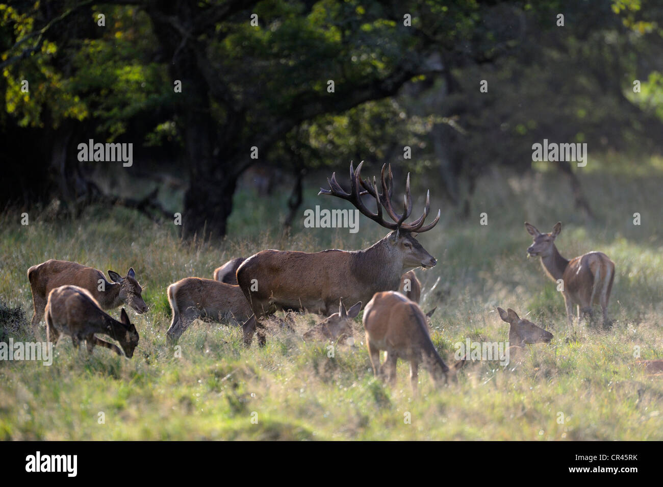 Red Deer (Cervus elaphus), le cerf dominant avec harem ou groupe de Hinds, Silkeborg, Copenhague, Danemark, Scandinavie, Europe Banque D'Images