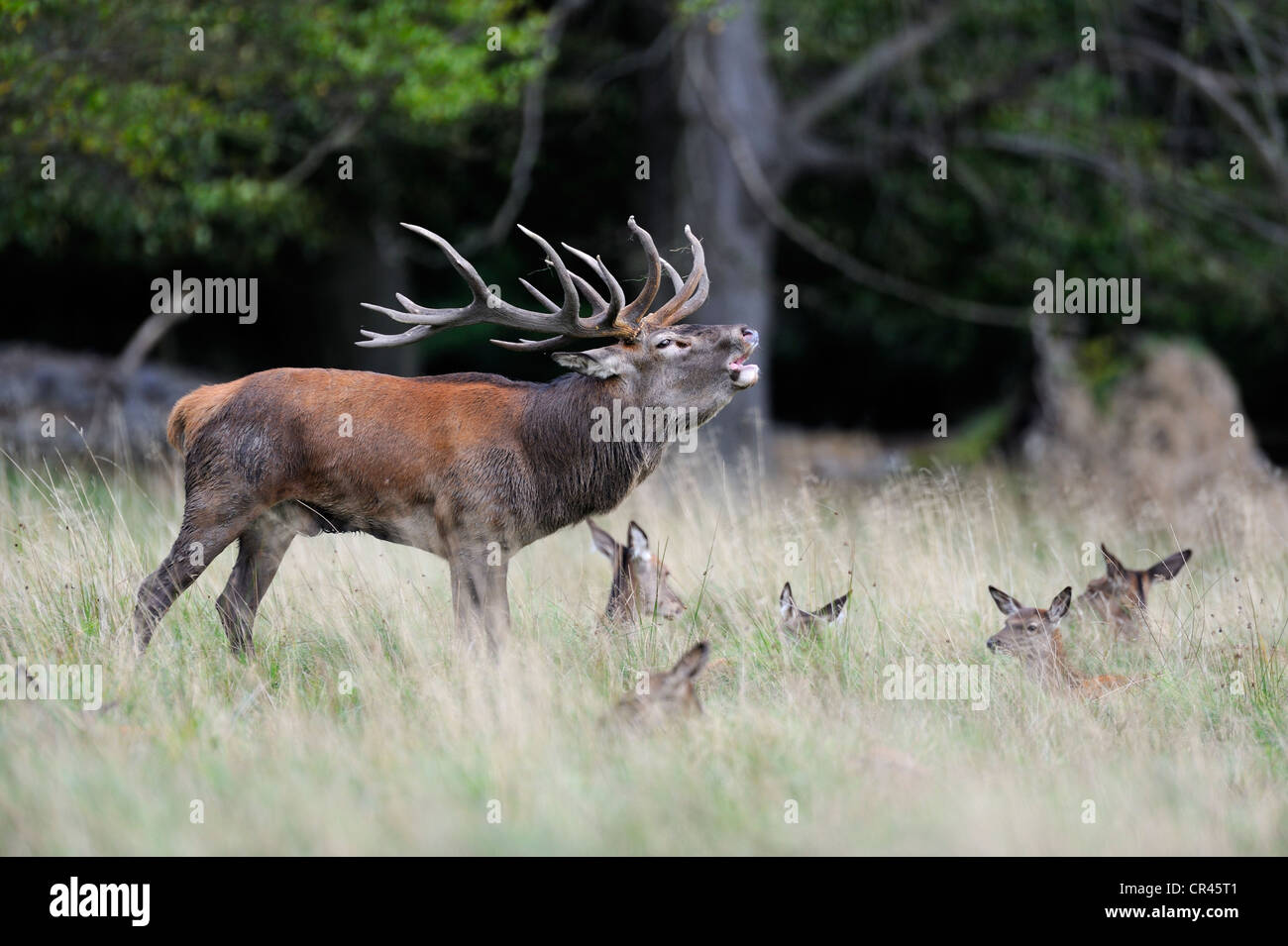 Red Deer (Cervus elaphus), le cerf dominant avec harem ou groupe de Hinds, Silkeborg, Copenhague, Danemark, Scandinavie, Europe Banque D'Images