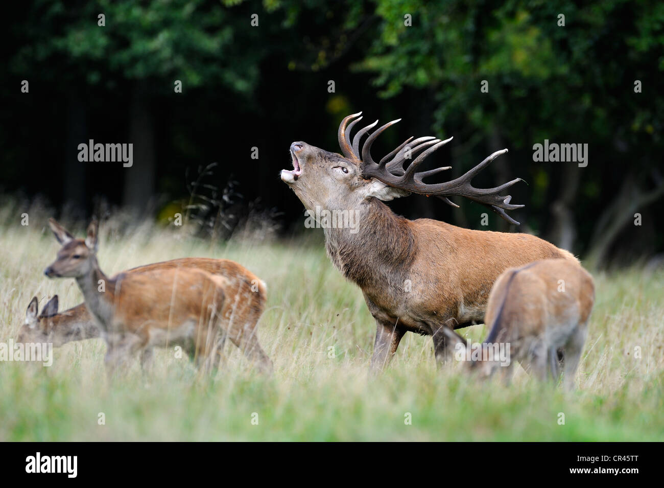 Red Deer (Cervus elaphus), le cerf dominant avec harem ou groupe de Hinds, Silkeborg, Copenhague, Danemark, Scandinavie, Europe Banque D'Images