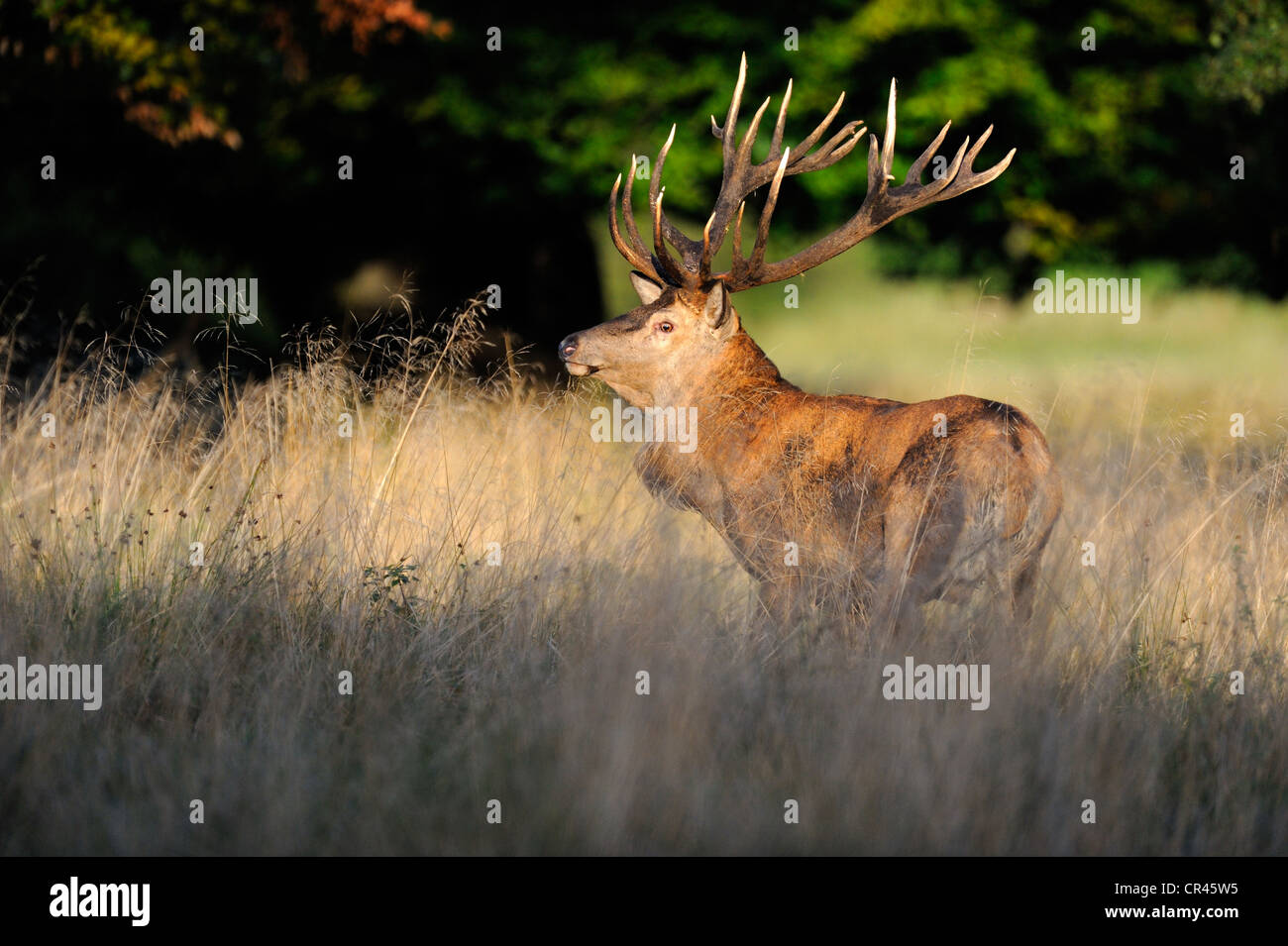 Red Deer (Cervus elaphus) stag dans l'ornière, Silkeborg, Copenhague, Danemark, Scandinavie, Europe Banque D'Images