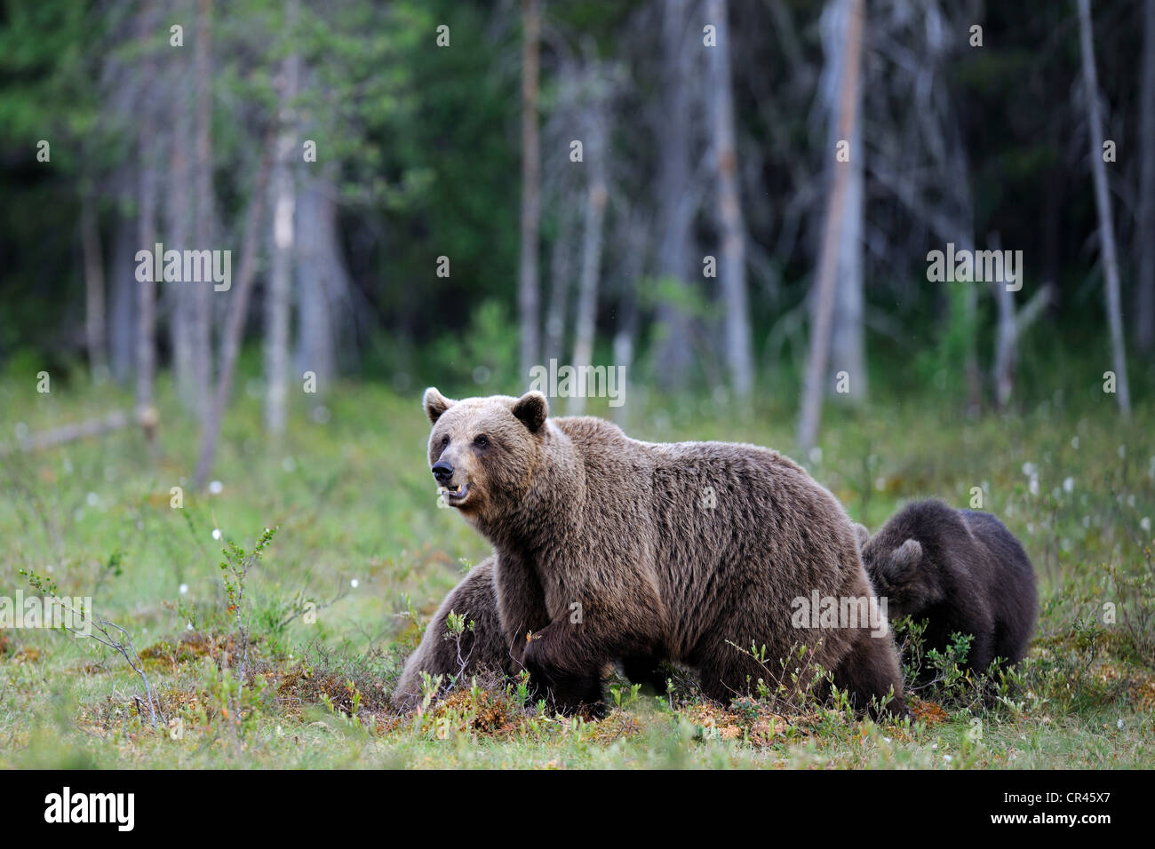 Ours brun (Ursus arctos), femme avec deux oursons dans un marais finlandais, Martinselkonen, Carélie, dans l'est de la Finlande, Finlande, Europe Banque D'Images
