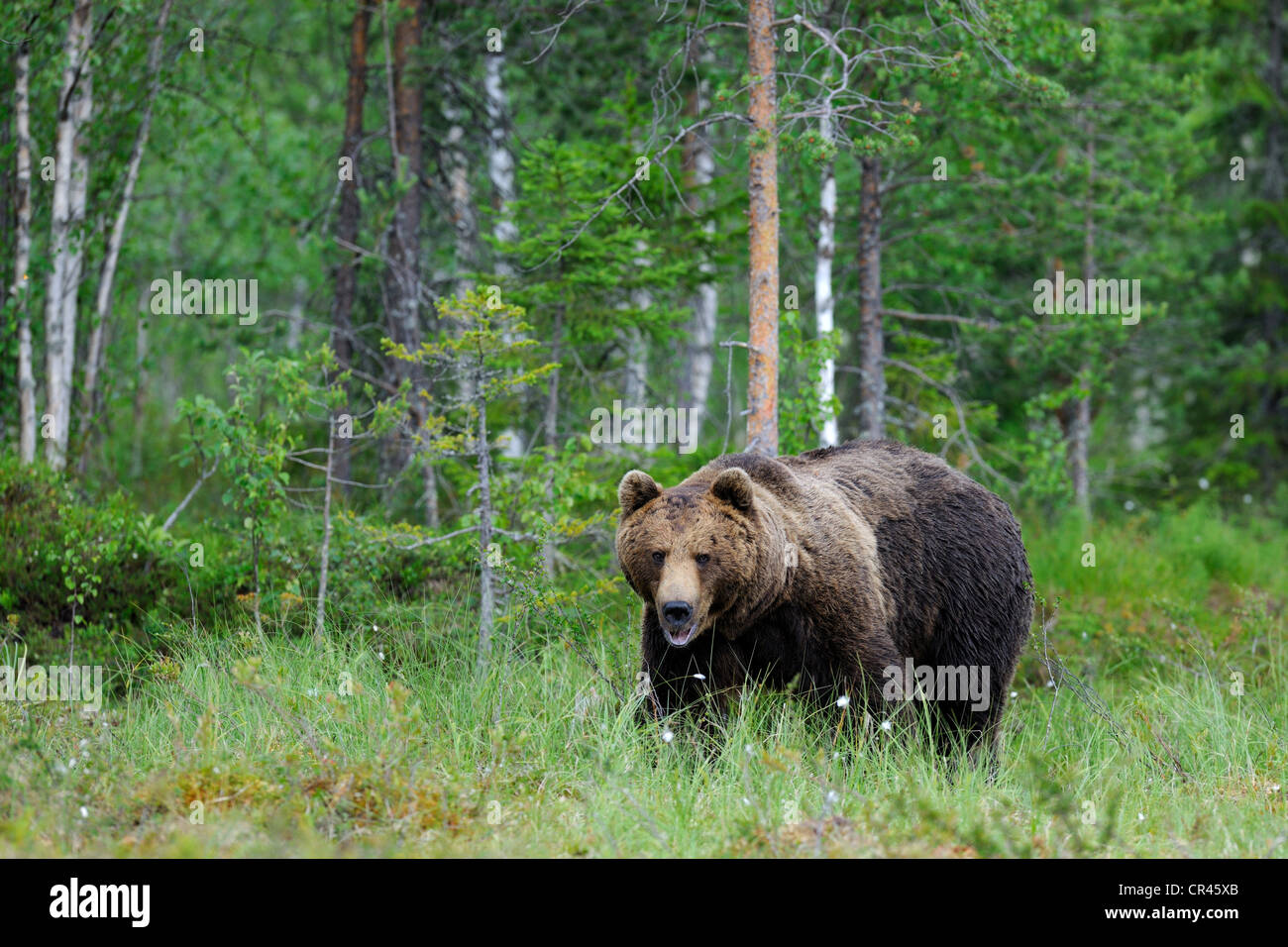 Ours brun (Ursus arctos), adulte mâle dans un marais, Martinselkonen, Carélie, dans l'est de la Finlande, Finlande, Europe Banque D'Images