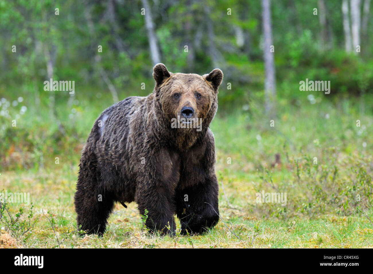 Ours brun (Ursus arctos), adulte mâle dans un marais, Martinselkonen, Carélie, dans l'est de la Finlande, Finlande, Europe Banque D'Images