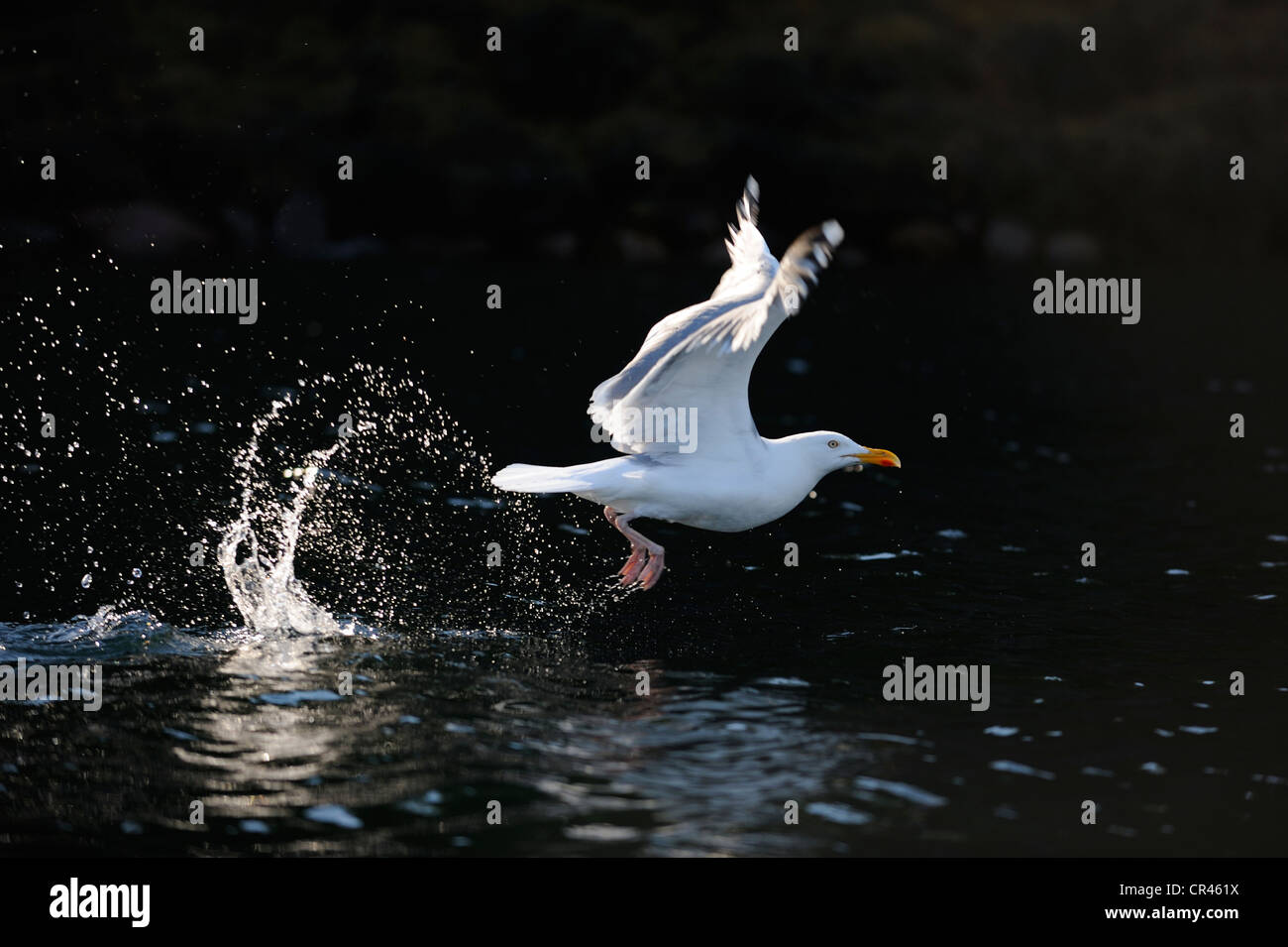 European Herring Gull (Larus argentatus), démarrage, rétroéclairage, Flatanger, Nordtrondelag, Norway, Scandinavia, Europe Banque D'Images