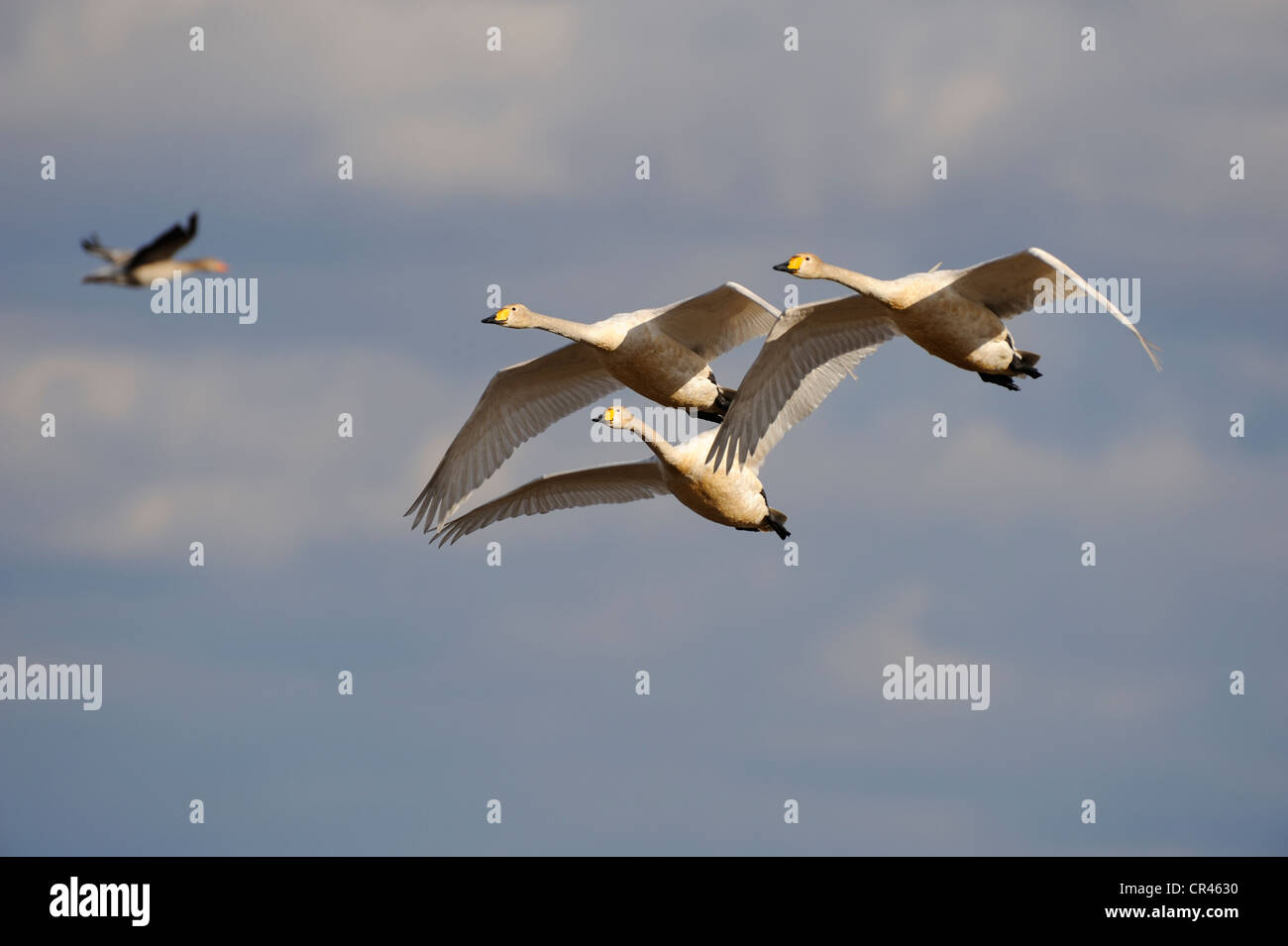 Cygne chanteur (Cygnus cygnus), flying animaux famille, Hornborgasjoen, Vaestergoetland, Suède, Scandinavie, Europe Banque D'Images