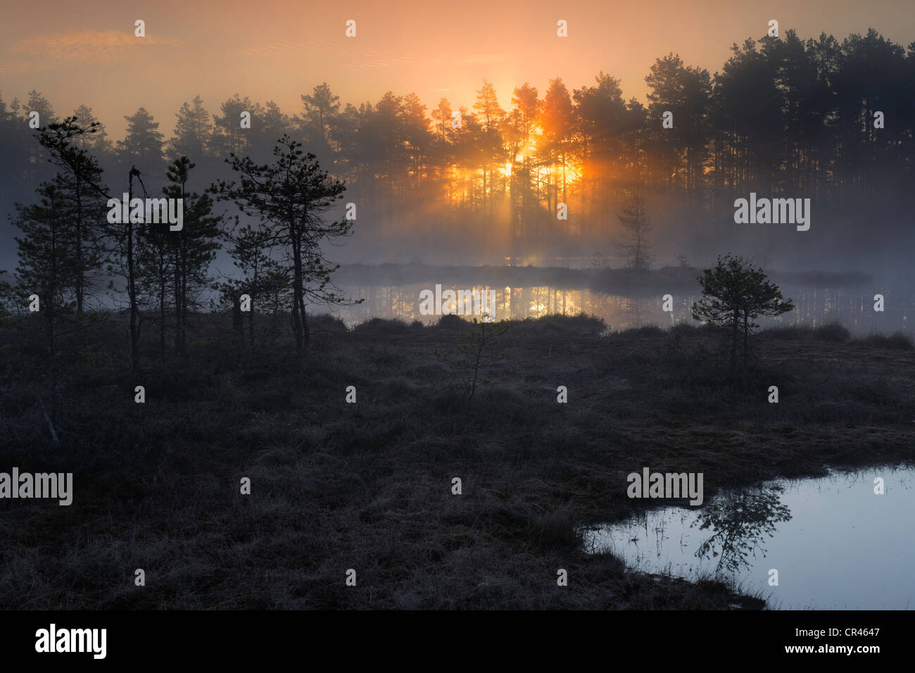 Marais à l'aube, tôt le matin, lever du soleil, dalarna, Suède, Scandinavie, Europe Banque D'Images