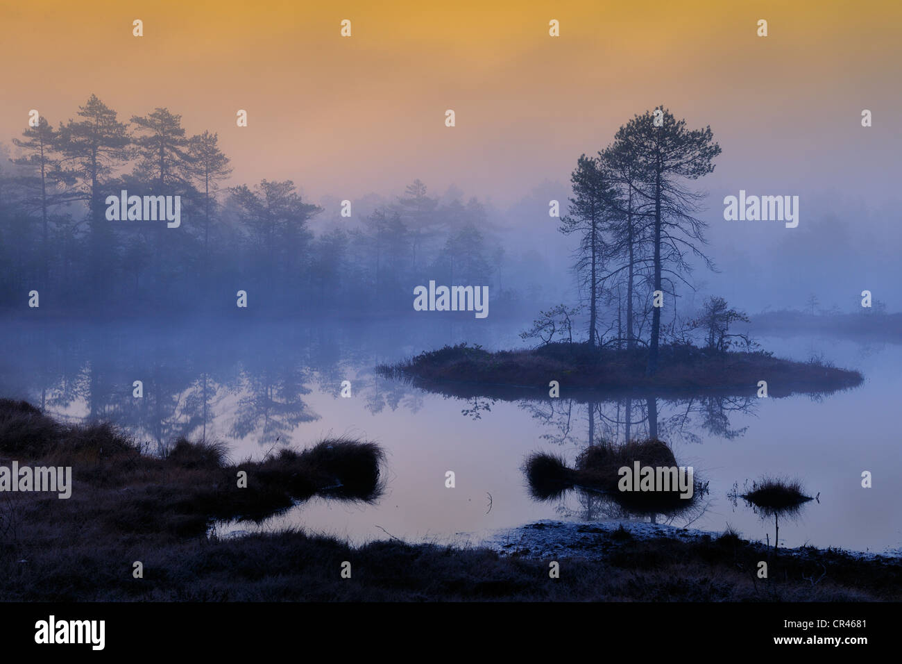 Tôt le matin, l'aube, dans le marais, dalarna, Suède, Scandinavie, Europe Banque D'Images