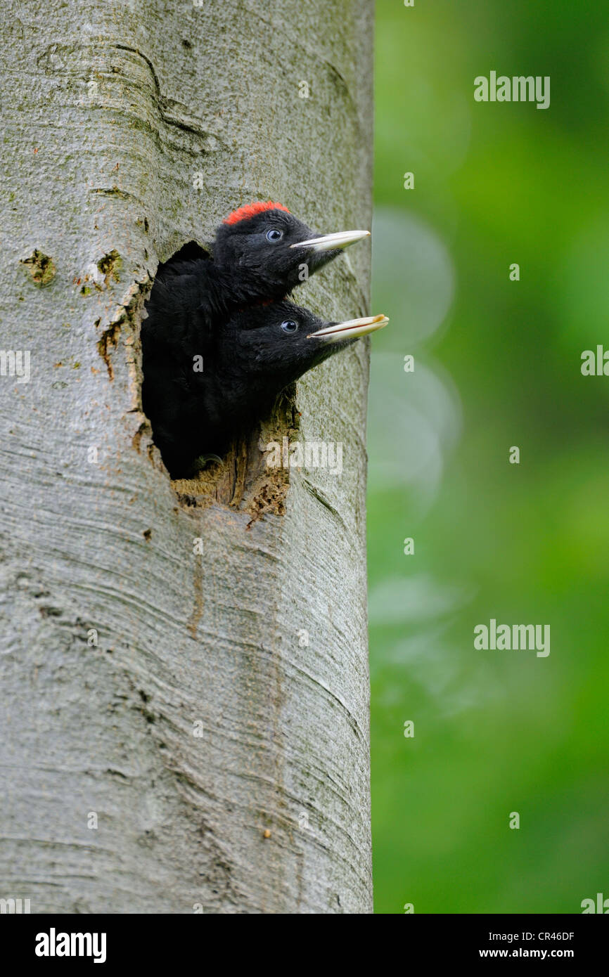 Pic noir (Dryocopus martius), les jeunes oiseaux peu avant de prendre l'avion, Biosphaerenreservat Schwaebische Alb souabe ou Banque D'Images