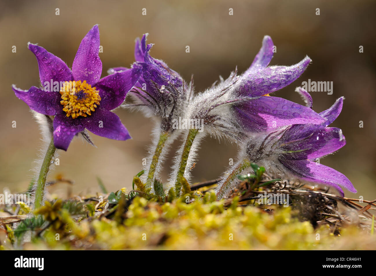 Anémone pulsatille (Pulsatilla vulgaris), du groupe à fleurs, montagnes Souabes de la biosphère, site du patrimoine mondial de l'UNESCO Banque D'Images