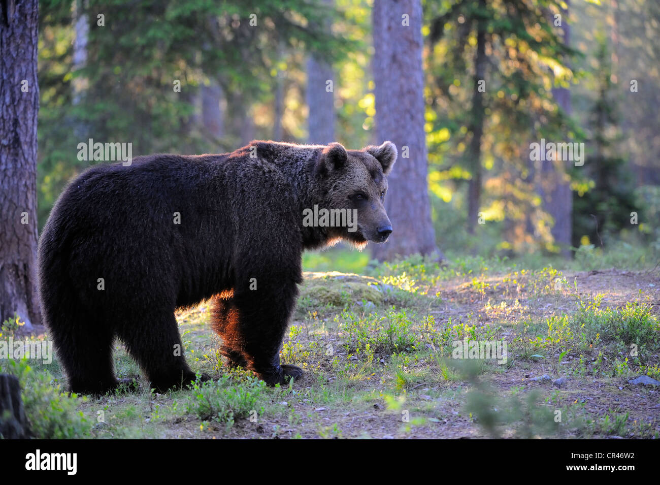 Ours brun (Ursus arctos), l'homme adulte dans la lumière du matin, la Carélie, l'Est de la Finlande, Finlande, Europe Banque D'Images