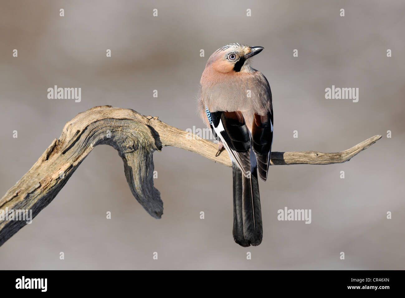Eurasian Jay (Garrulus glandarius), sur son perchoir, Alb Schwaebische Région de la biosphère, Bade-Wurtemberg, Allemagne, Europe Banque D'Images