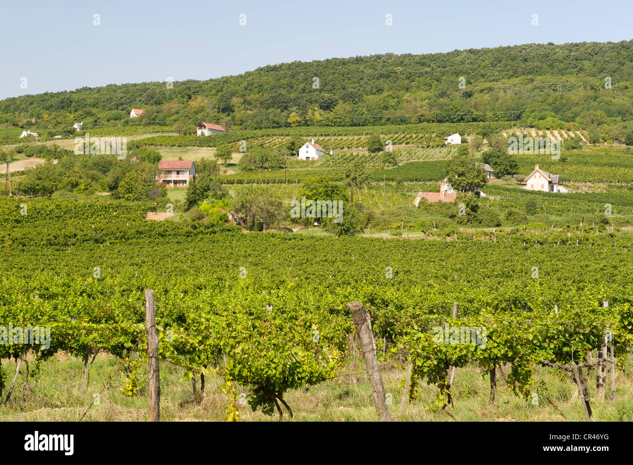 Vignobles de Káptalantóti près du lac Balaton en Hongrie. Banque D'Images