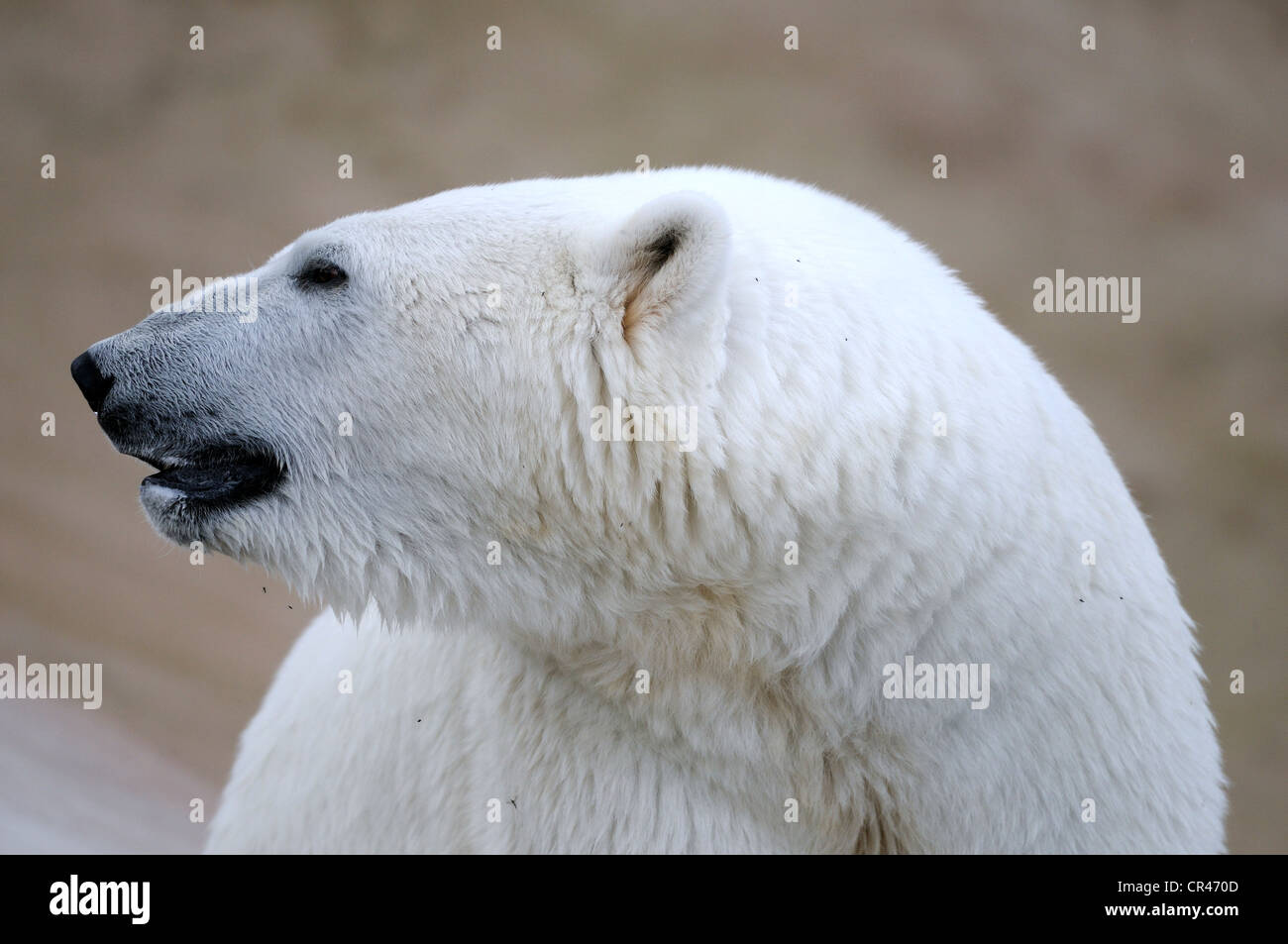 L'ours polaire (Ursus maritimus), portrait, la Carélie, l'Est de la Finlande, Finlande, Europe Banque D'Images