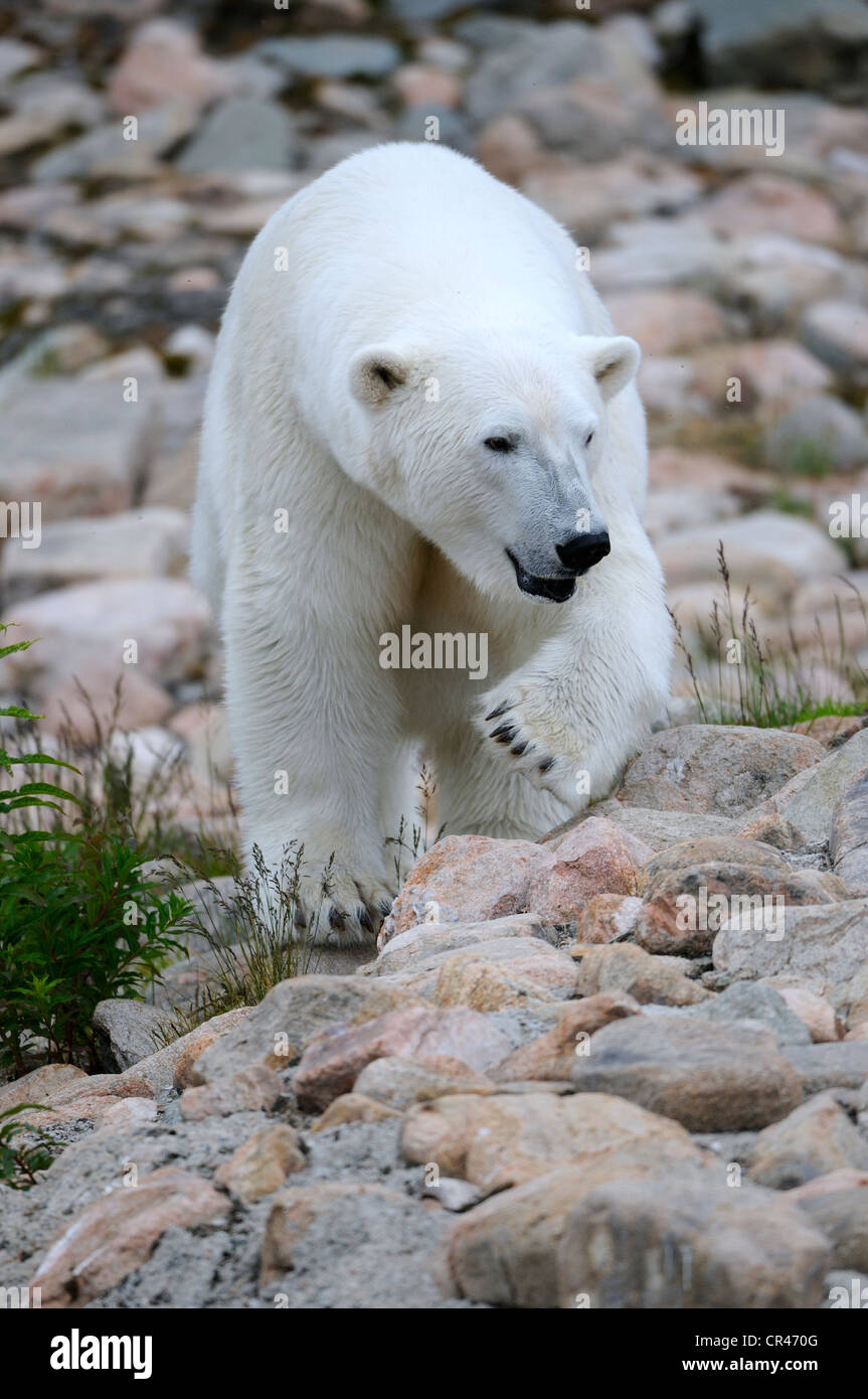 L'ours polaire (Ursus maritimus), Carélie, dans l'Est de la Finlande, Finlande, Europe Banque D'Images