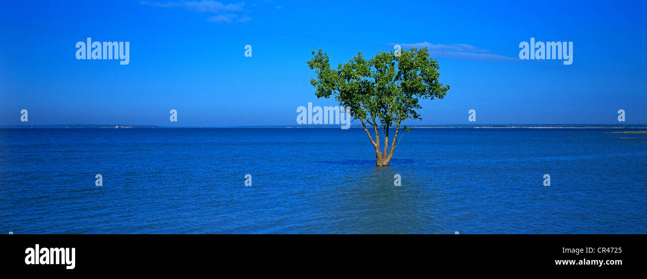 L'Australie, Territoire du Nord, Darwin, immerger tree à East Point Banque D'Images