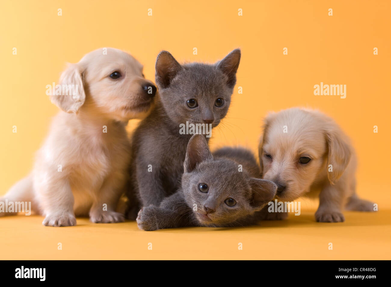 Deux chatons bleu russe et deux chiots Teckel Banque D'Images
