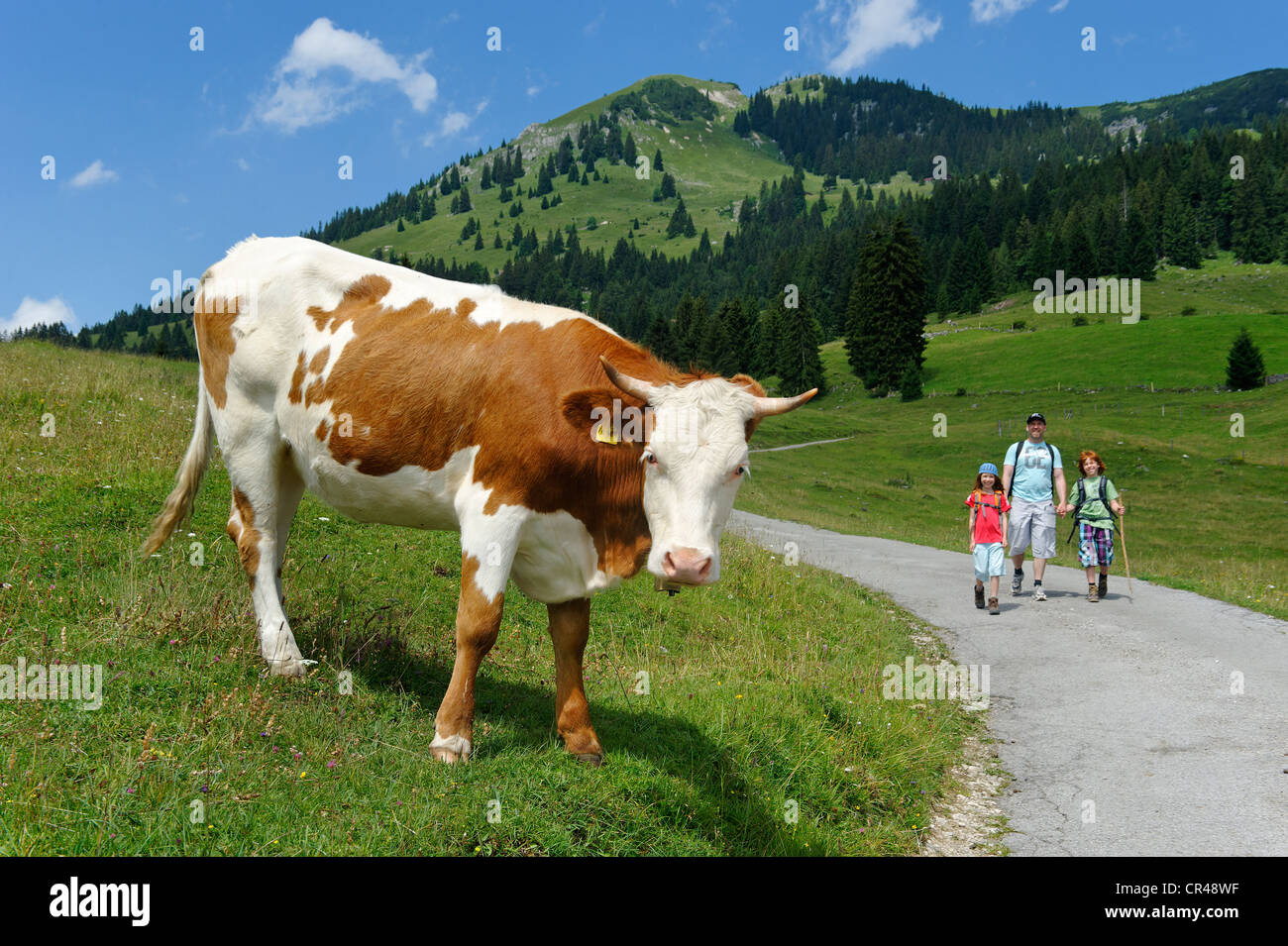 Vache sur alpage par les randonneurs en route pour Mt, Wildalpjoch Sudelfeld région, Haute-Bavière, Bavaria, Germany, Europe Banque D'Images