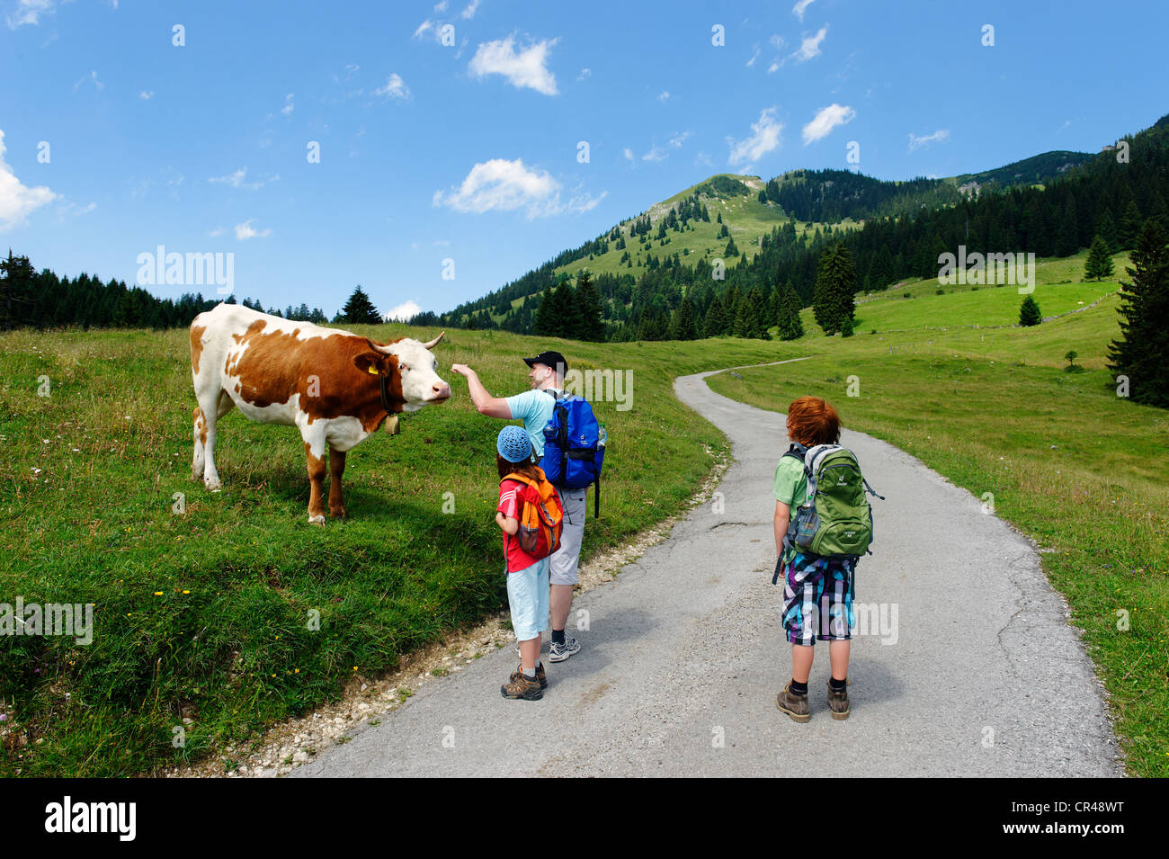 Les randonneurs avec GC, le pâturage de montagne en route vers Mt, Wildalpjoch Sudelfeld région, Haute-Bavière, Bavaria, Germany, Europe Banque D'Images