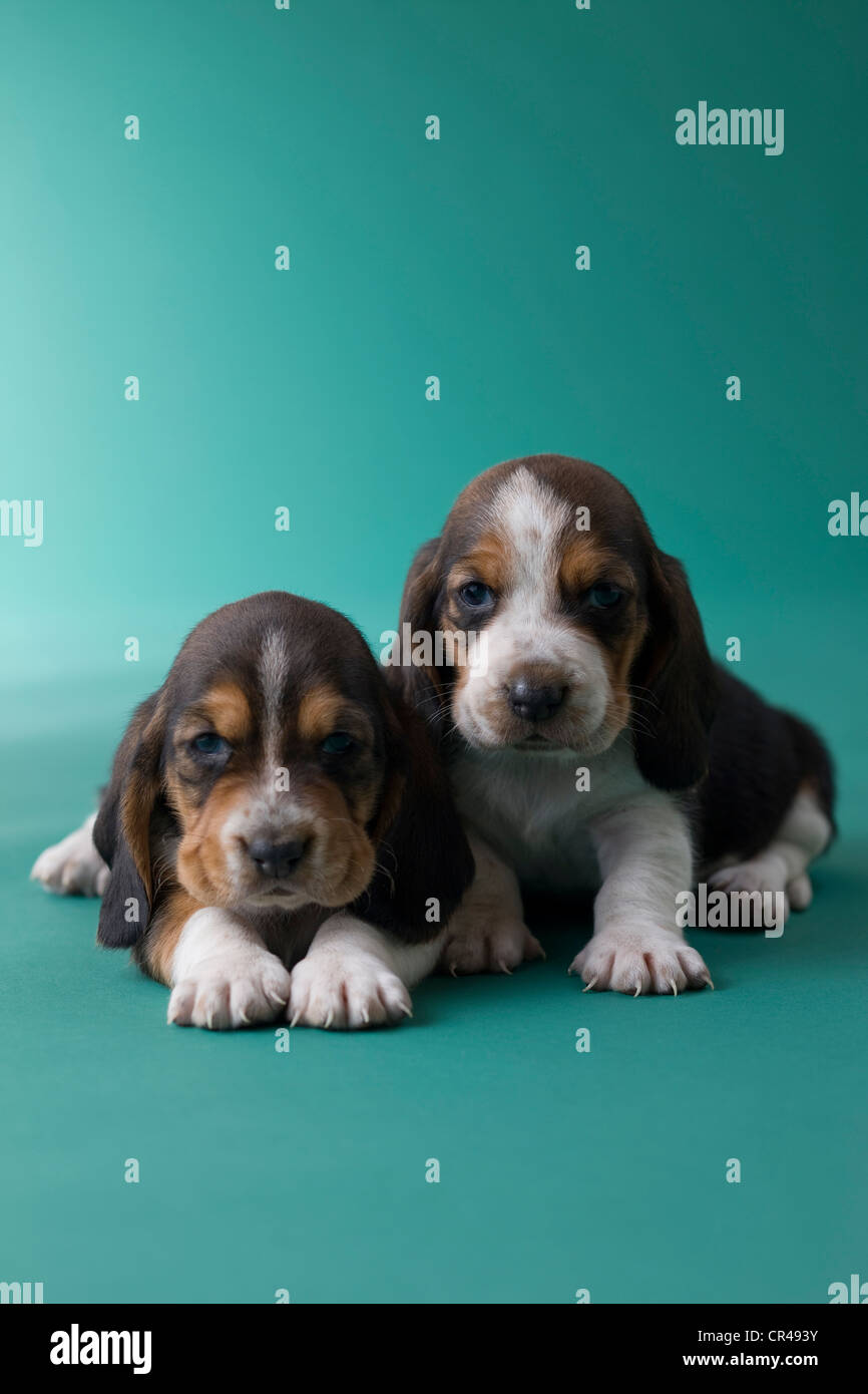 Deux Chiots Basset Hound Banque D'Images