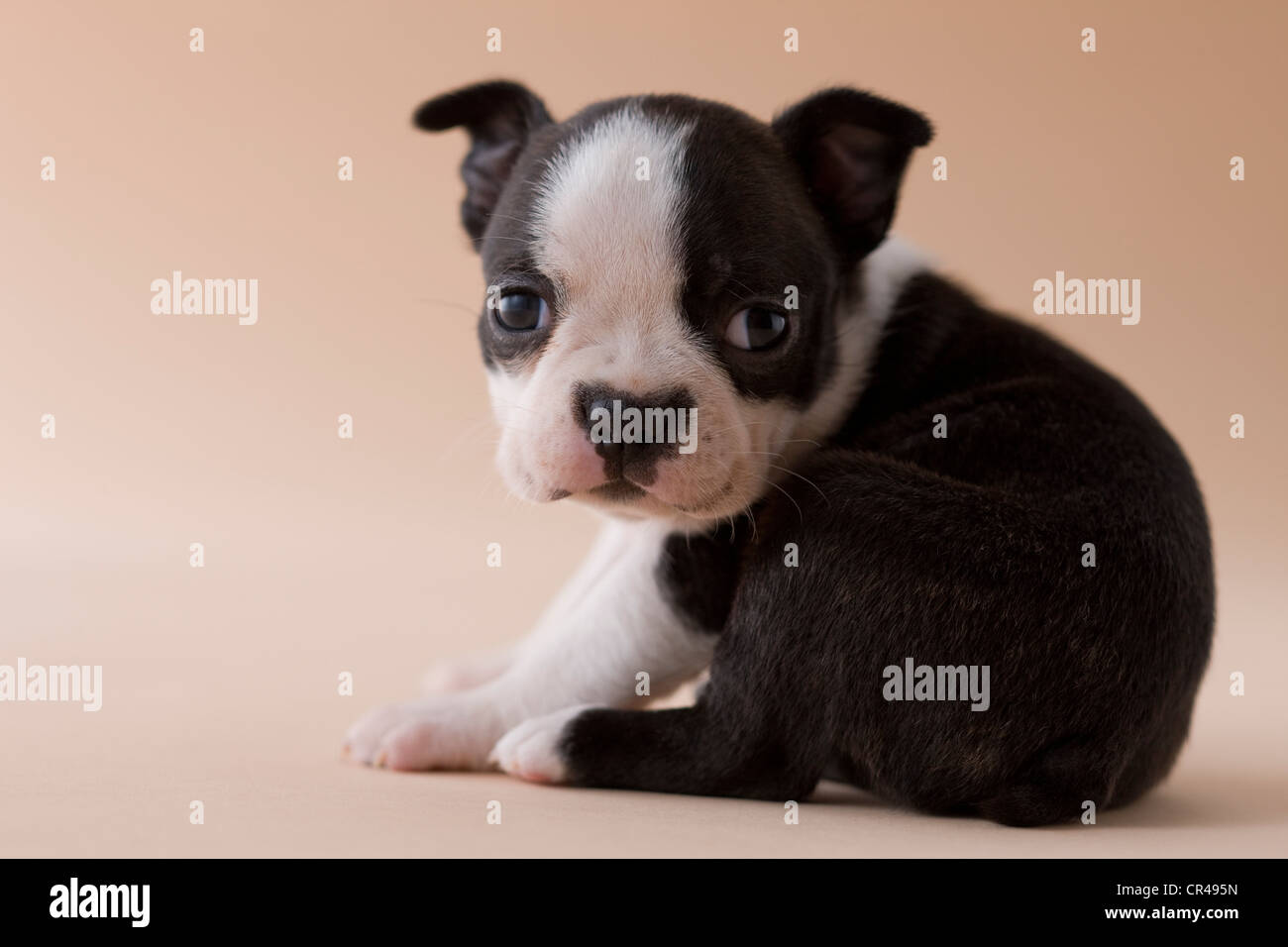 Boston Terrier Puppy Banque D'Images