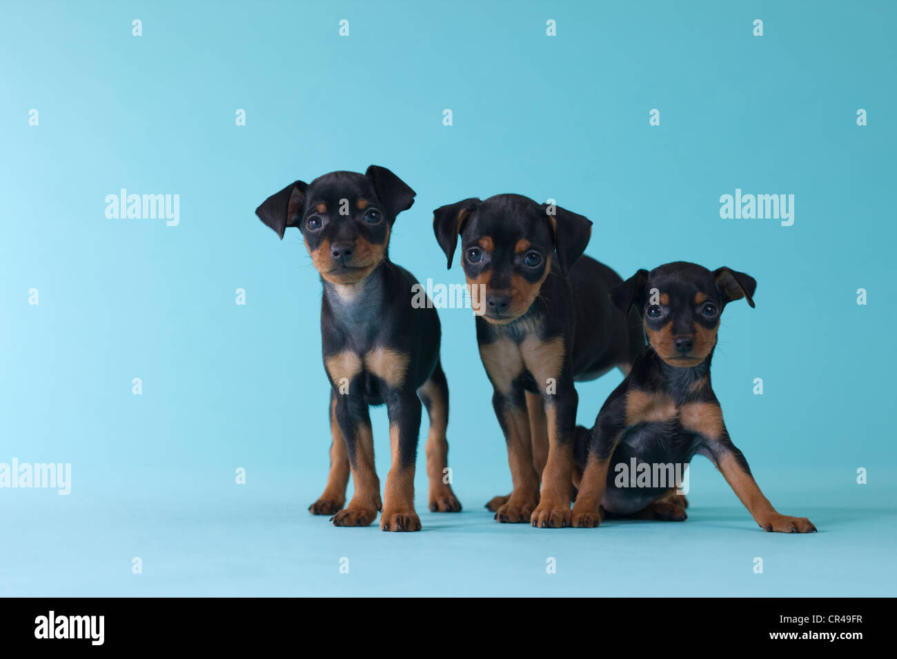 Trois chiots pinscher nain Banque D'Images