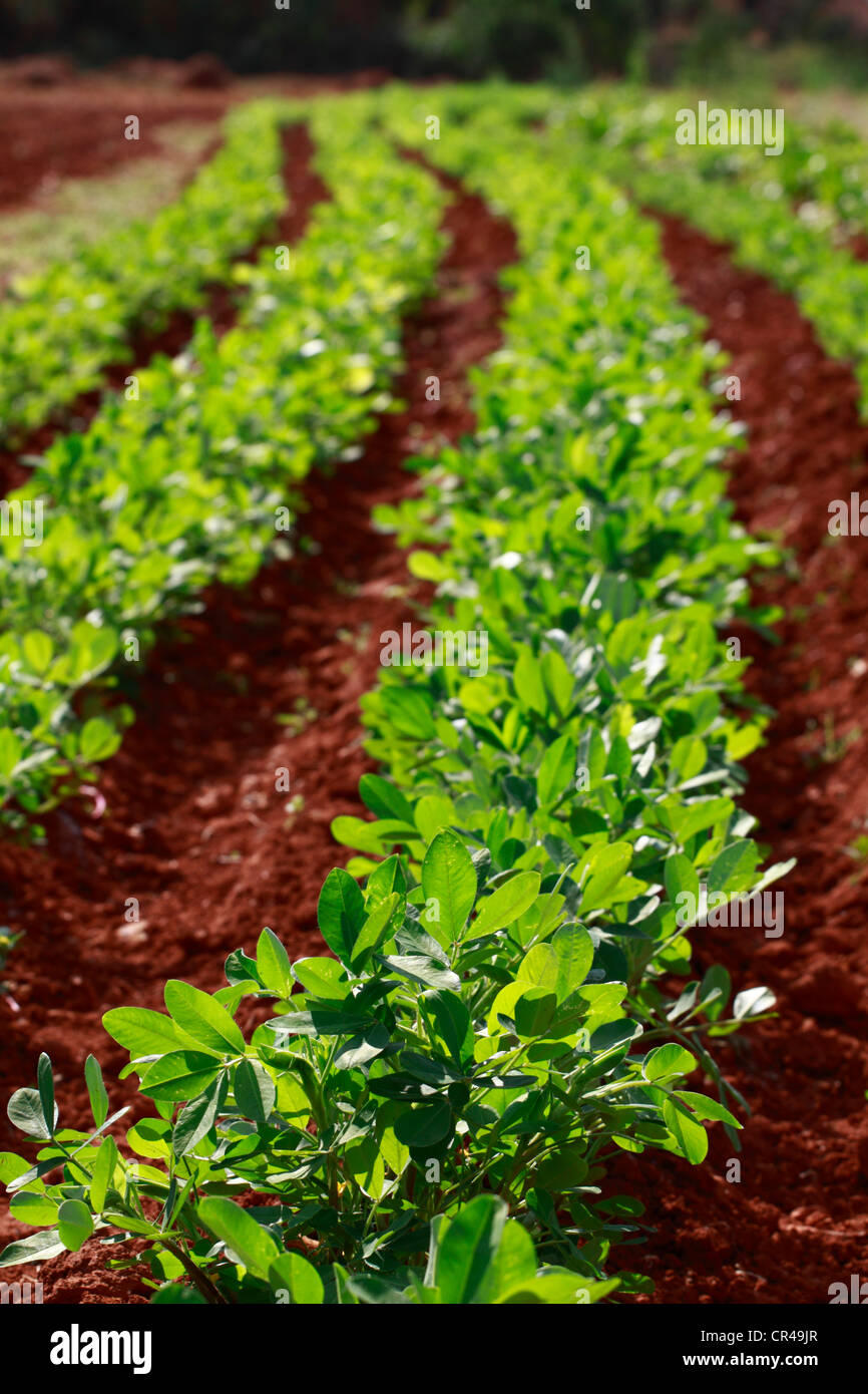 Arachide, ou l'arachide (Arachis hypogaea) plantation, Ibiza, Espagne, Europe Banque D'Images