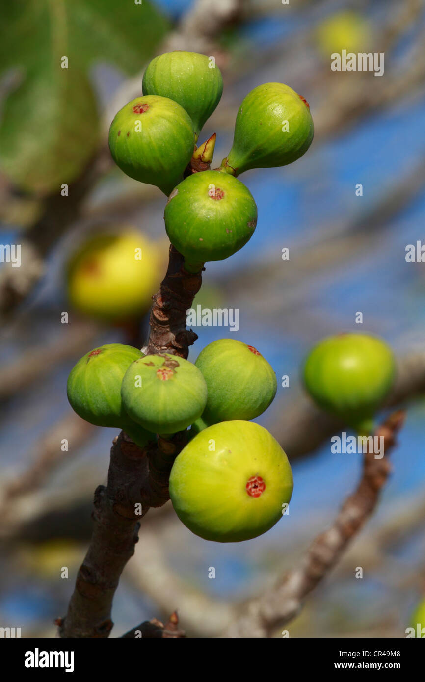 Figues sur une branche du figuier (Ficus), Ibiza, Baléares, Espagne, Europe Banque D'Images