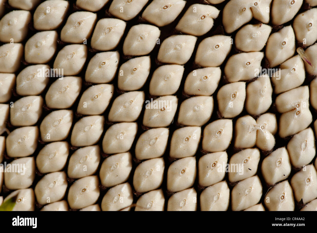 Graines de tournesol blanc Banque D'Images