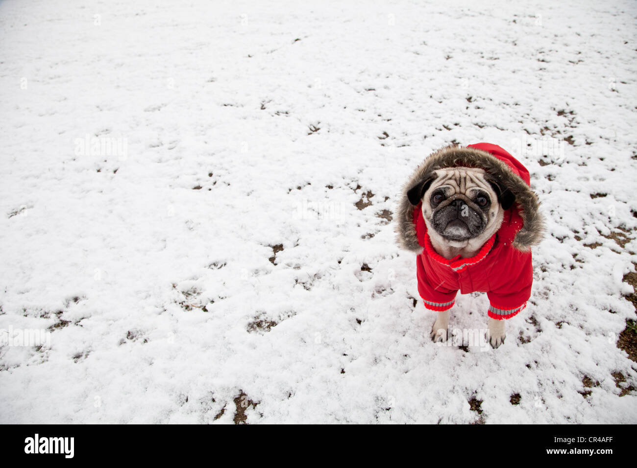 Le PUG vêtu d'un manteau chien rouge à l'heure d'hiver à Sant Cugat del Valles, Barcelone, Catalogne, Espagne, Europe Banque D'Images