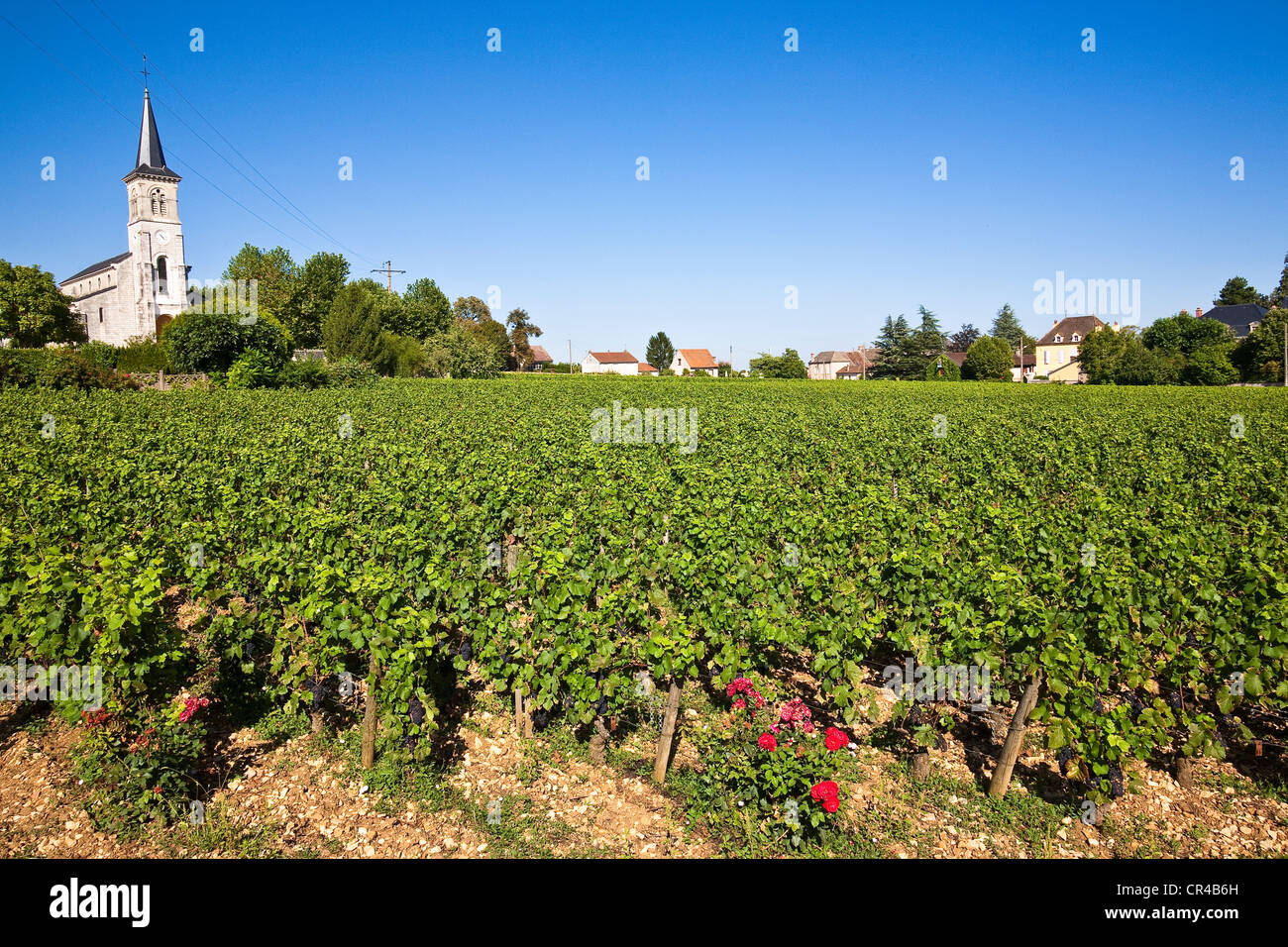 France, Côte d'Or, Cote de Beaune, Aloxe Corton, vignoble en dehors de l'église Banque D'Images