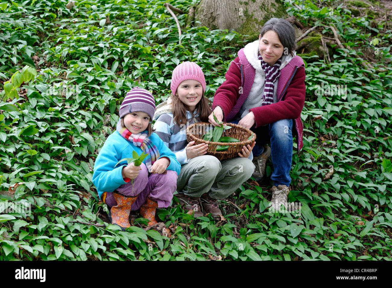 Mère et enfants picking (Allium ursinum) Ramsons Banque D'Images