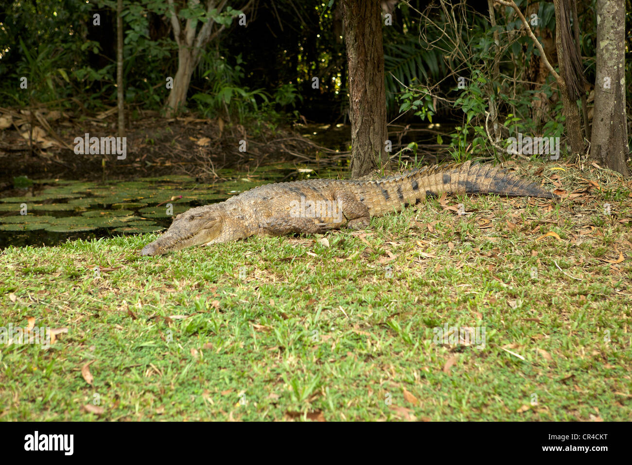 Crocodile d'eau douce, pleine longueur sur l'herbe à côté de l'eau. Banque D'Images