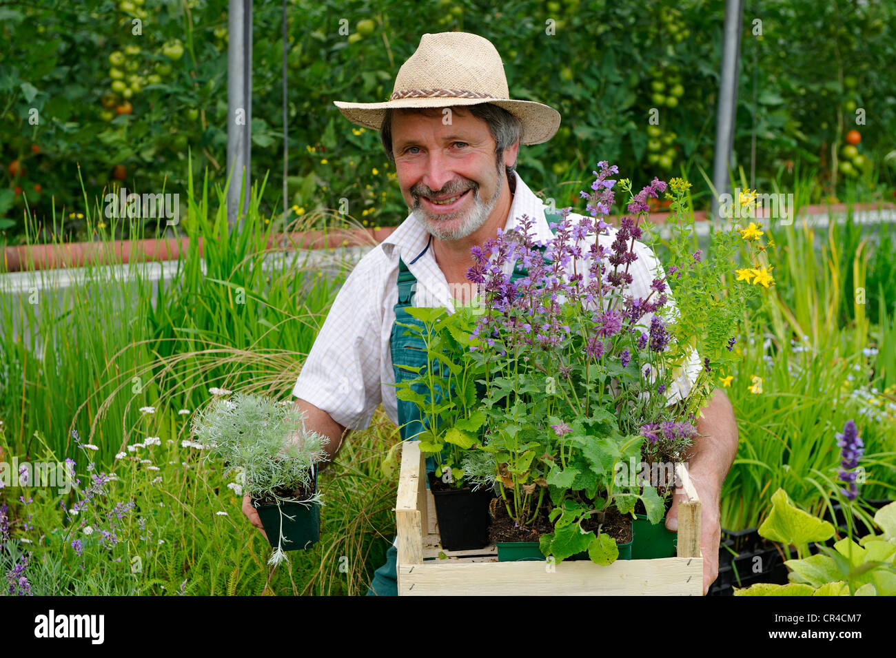 Jardinier avec chapeau de paille et une boîte de plantes médicinales Banque D'Images