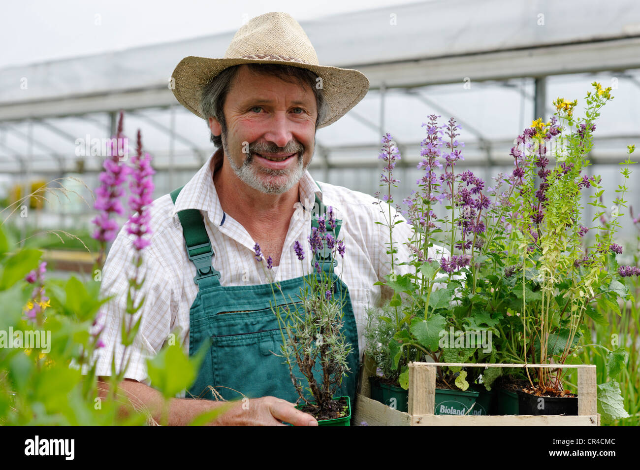 Jardinier avec chapeau de paille et une boîte de plantes médicinales Banque D'Images