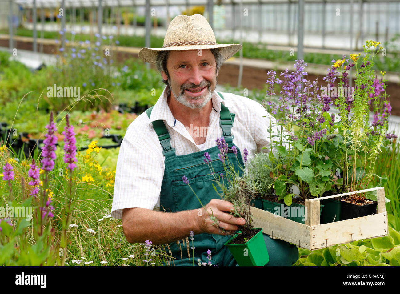 Jardinier avec chapeau de paille et une boîte de plantes médicinales Banque D'Images