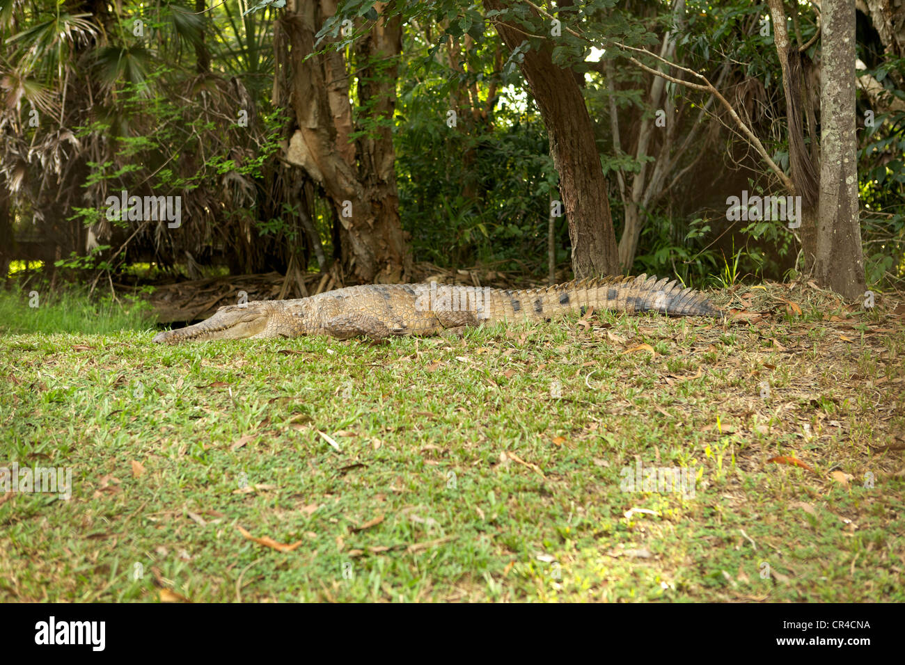 Crocodile d'eau douce, pleine longueur sur l'herbe à côté de l'eau. Banque D'Images