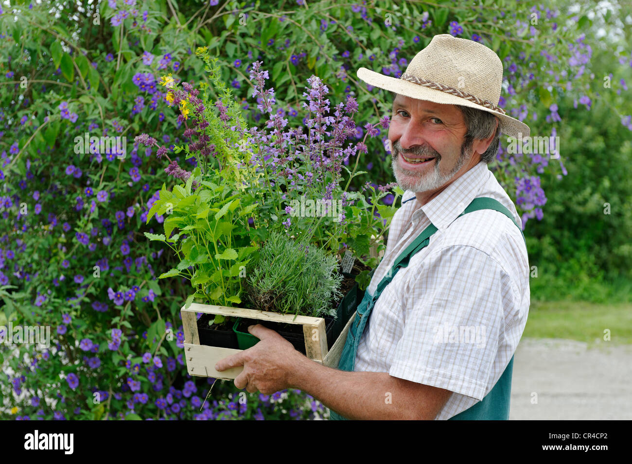 Jardinier avec chapeau de paille et une boîte de plantes médicinales Banque D'Images