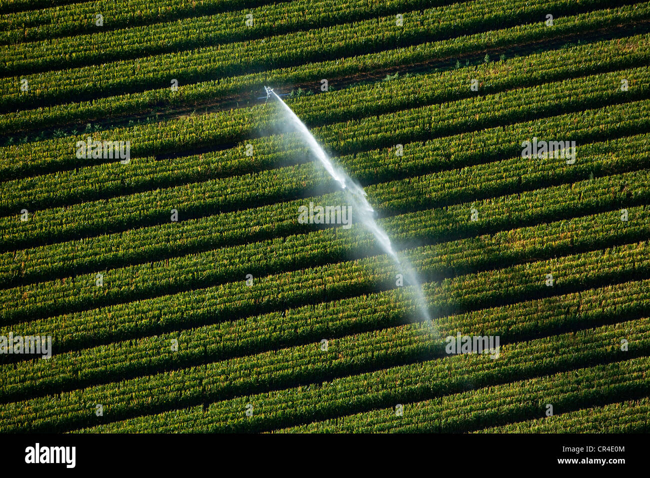 La France, Var, Rian, répandant dans un champ de maïs (vue aérienne) Banque D'Images