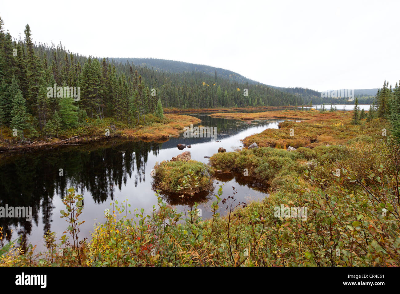 Tourbière le long de la rivière Manicouagan, Laurentides, région de Manicouagan, Québec, Canada Banque D'Images