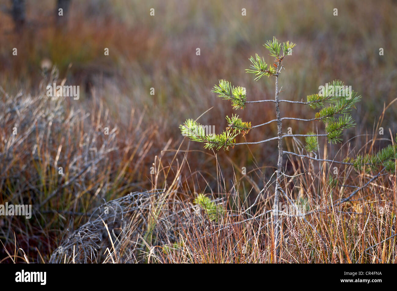 Petit arbre à côté du lac Egelsee, Carinthie, Autriche, Europe Banque D'Images