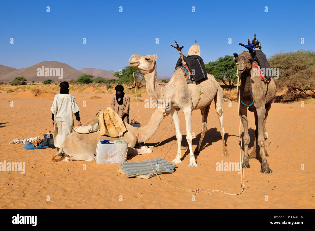 Des Touaregs Kel Immidir la préparation d'une caravane touristique, Adrar Tekemberet, Immidir, Algérie, Sahara, Afrique du Nord Banque D'Images