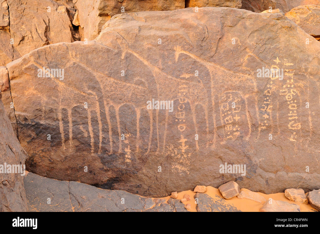Rock gravure d'une girafe et Tifinagh écrits, Adrar Tekemberet, Immidir, Algérie, Sahara, Afrique du Nord Banque D'Images