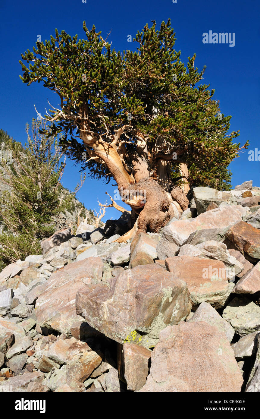 Antique patiné Bristlecone Pine (Pinus longaeva) au mont Wheeler, Parc National du Grand Bassin, Nevada, USA, Amérique du Nord Banque D'Images
