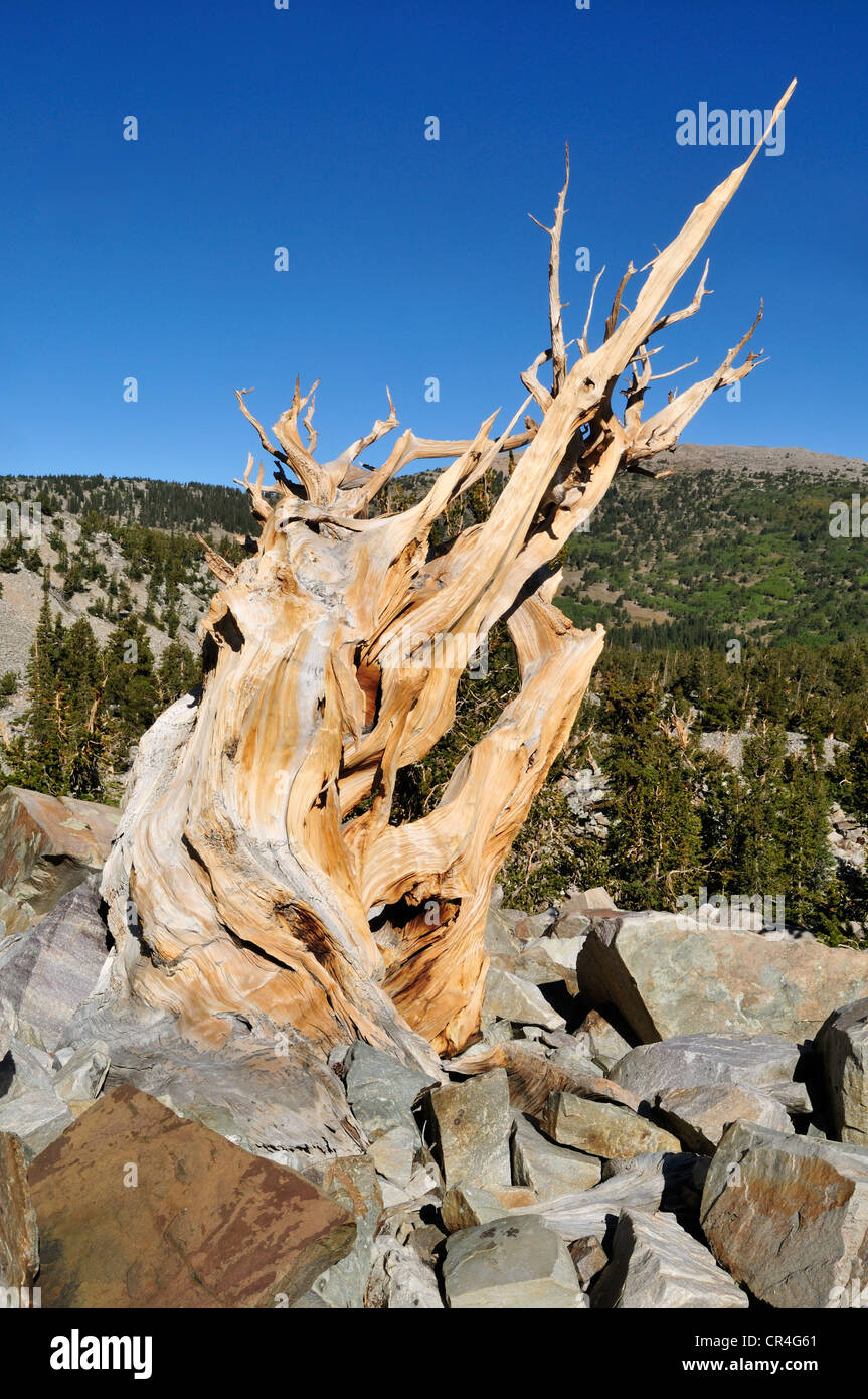 Morts et survécu à l'ancienne Bristlecone Pine (Pinus longaeva) au mont Wheeler, Parc National du Grand Bassin, Nevada, USA Banque D'Images