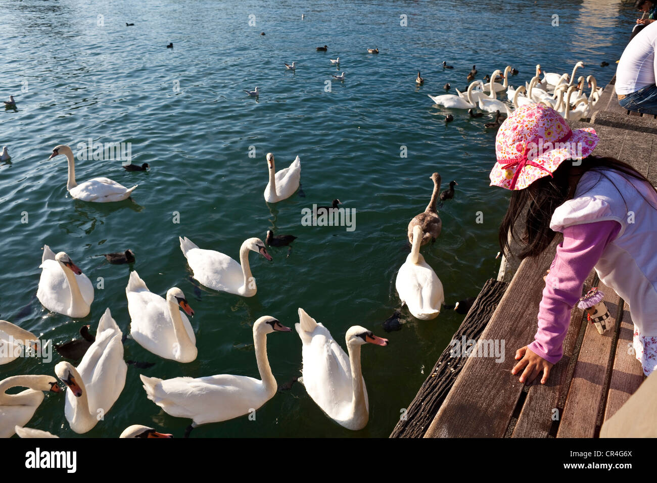 La Suisse, Zurich, le lac de Zurich, jeune fille nourrir les cygnes Banque D'Images